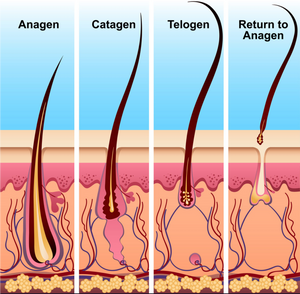 Hair in the Anagen stage of growth will only be targeted during the treatment  Anagen stage is the active growth phase, where the hair is attached to a blood supply Not all hairs are in the Anagen stage, hairs are in all different stages at once.