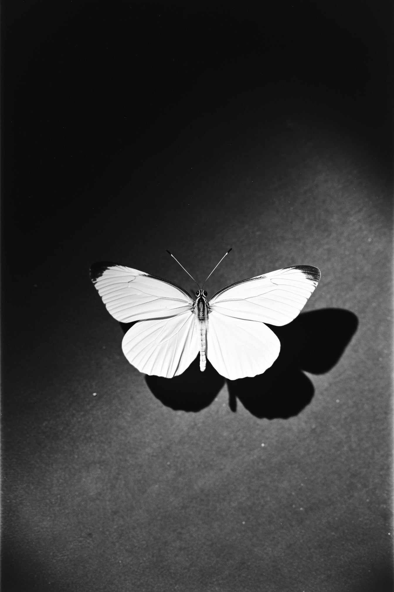 A single white butterfly, wings open, on a dark background.