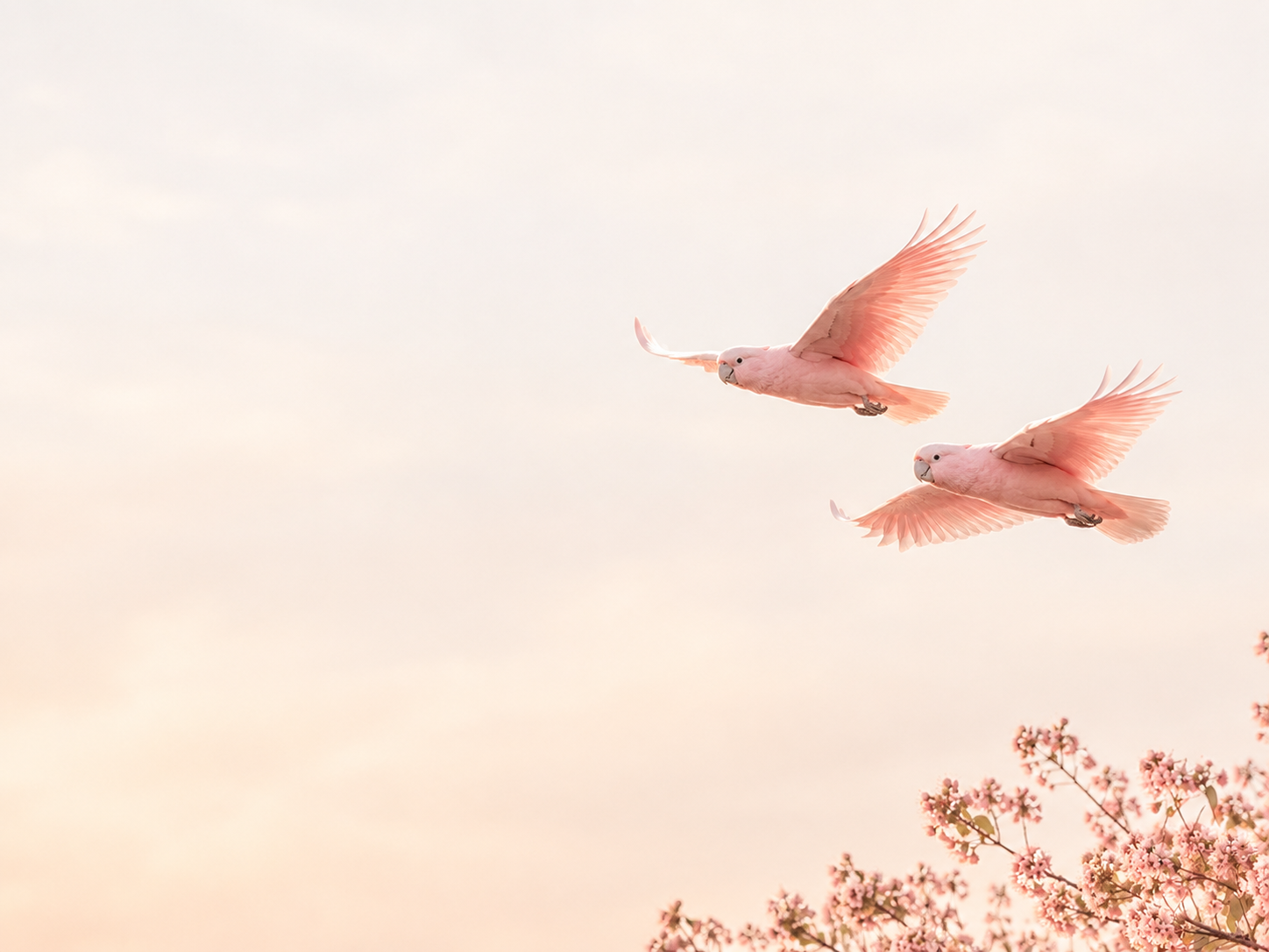 Pink cockatoos in flight through spring blossom
