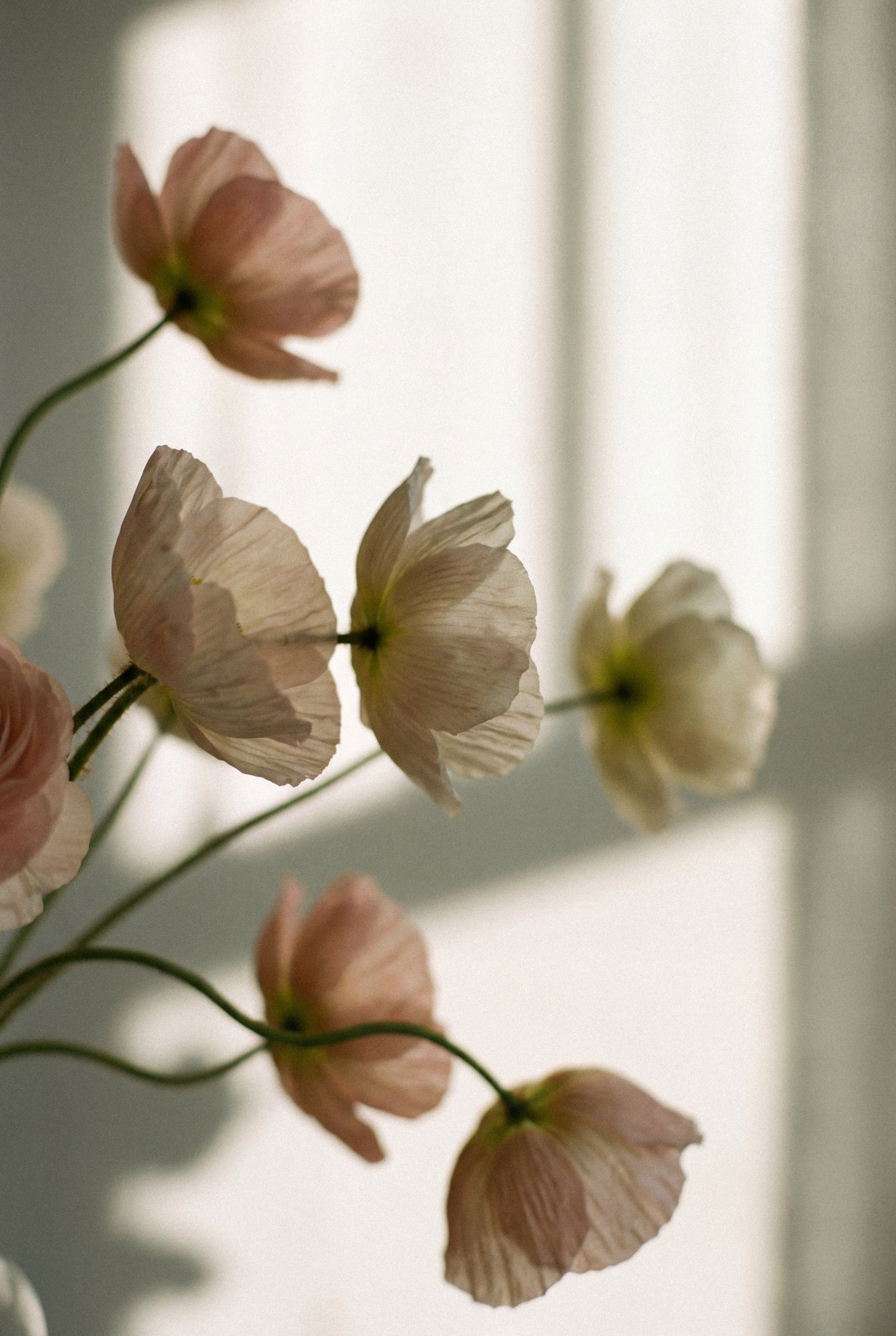 Pale pink and cream poppies in soft, natural window light.
